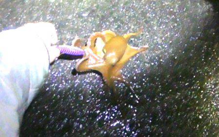 焼津ふぃっしゅーなにて、アオリイカ、太刀魚、タコなど